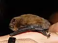 Zwergfledermaus