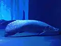 Arapaima gigas