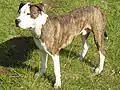 American Pit Bull Terrier