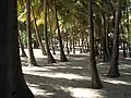 Kokosnussplantage auf Guadeloupe.