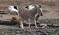 Steppenzebra