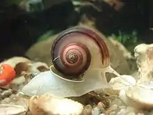 2022/2023 Posthornschnecke