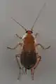 Die Tanger-Waldschabe (Planuncus tingitanus) stammt ursprünglich aus Nordafrika und konnte sich weit in Süd- und Mitteldeutschland etablieren. Im Bild zu sehen ist ein Weibchen.