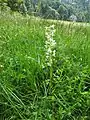 Grünliche Waldhyazinthe (Beispielfoto)