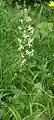 Grünliche Waldhyazinthe (Platanthera chlorantha)