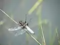 Plattbauch-Libelle