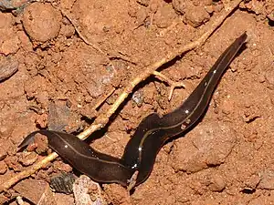 Platydemus manokwari