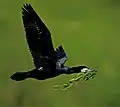 Kormoran