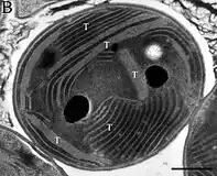 EM-Aufnahme von G. citriformis PCC 7424.T: Thylakoidmembran. Balken: 500 nm