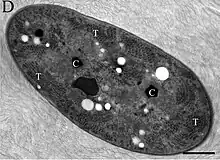 EM-Aufnahme von G. verrucosa PCC 7822.T: Thylakoidmembran, C: Carboxysom. Balken: 500 nm