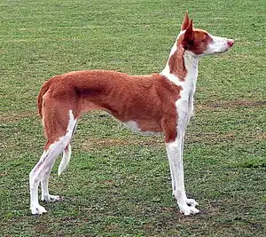 Podenco Ibicenco (mediterraner Typ)