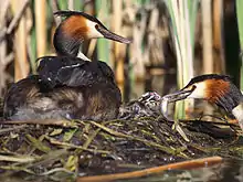 Haubentaucher(Podiceps cristatus)