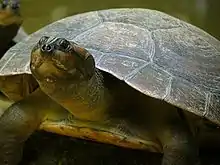 Arrauschildkröte (Podocnemis expansa)
