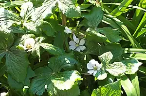 Laubblätter und Blüten