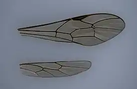 Flügel