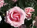 ‘Poesie’, Jackson&nbsp;& Perkins, 1988