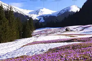 Blick von der Alm Kalatówki