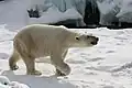 Eisbär