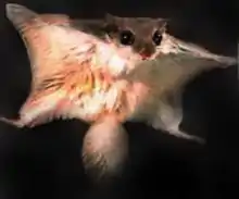 Europäisches Gleithörnchen