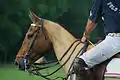 Polopferd, geschoren