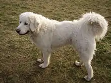 Tatrahund, Polski Owczarek Podhalanski