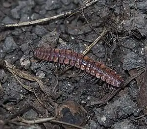 Die große Art Polydesmus complanatus ist das östliche Gegenstück zu Polydesmus angustus