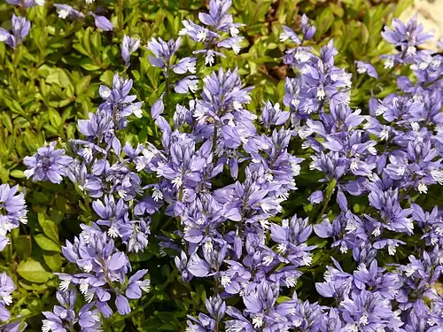 Kalk-Kreuzblume (Polygala calcarea)