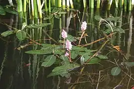 Wasser-Knöterich (Persicaria amphibia)
