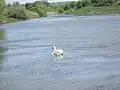 Dorfteich