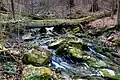 Bachlauf des Wildbach nahe der Zwickauer Mulde