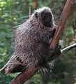 Baumstachelschwein (Erethizon dorsatum)
