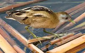 Kleines Sumpfhuhn