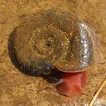 Posthornschnecke weidet Algen in einem Seerosenteich ab.