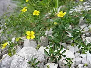 Fingerkraut (Tormentil)