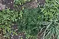 Potentilla multifida var. multifida (Laubblätter)