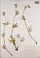Potentilla multifida var. multifida (Herbarbeleg)