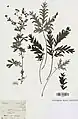 Potentilla multifida var. ornithopoda (Herbarbeleg)