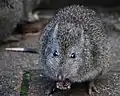 Potaurus tridactylus