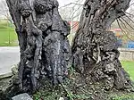 Stamm oben