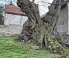 Wurzel