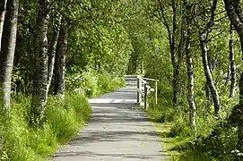 Moor-Birken am Nordufer