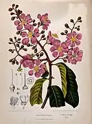Pride-of-India, queen flower or pyinma (Lagerstroemia speciosa (L.) Pers.)