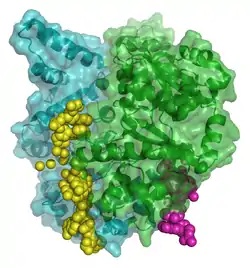dnaG (E. coli)