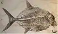 Knochenfisch Proscinetes bernardi