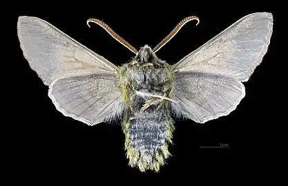 Proserpinus lucidus ♂  △