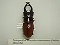 Prosopocoilus astacoides cinnamomeus