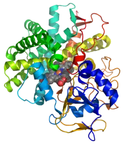 Prostacyclinsynthase
