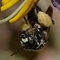 Protandrena mexicanorum