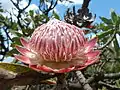 Protea caffra