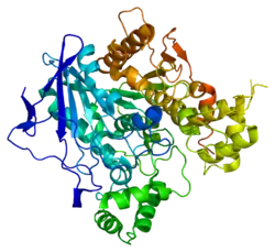 Pseudocholinesterase